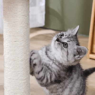 Griffoir Chat - ScratchingPost™ - Beige - Parfaitement Chat